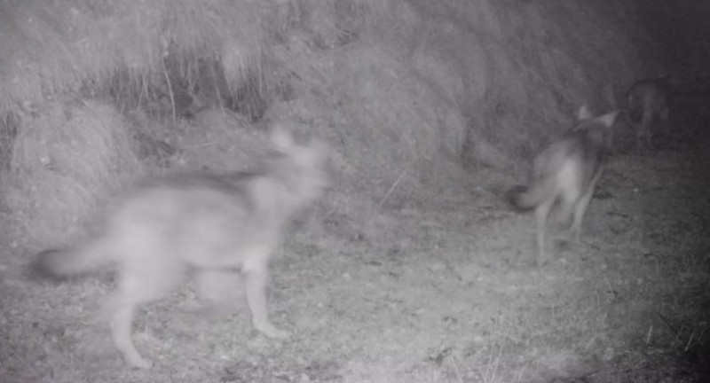 Lupi avvistamento Parco dello Stelvio