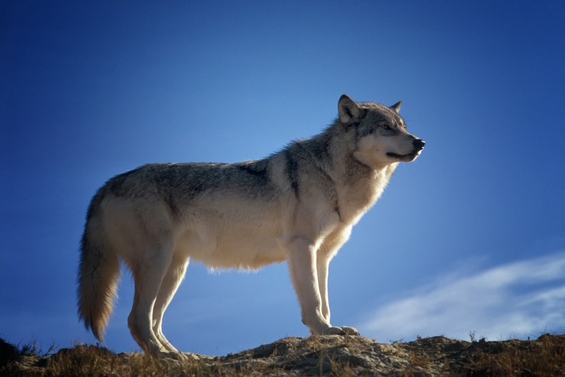 Lupo generica pixabay