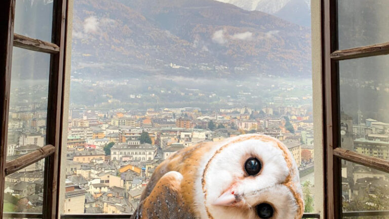 Sondrio Festival