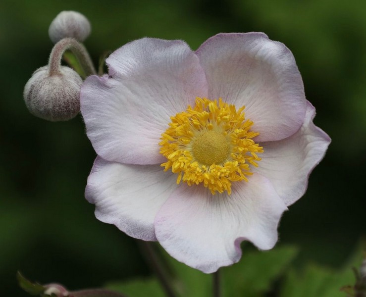 Giardino botanico alpino 'Rezia'