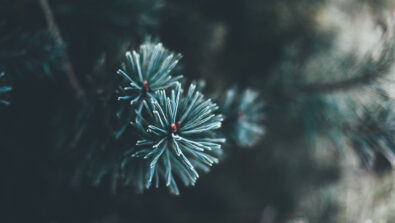 Albero Natale pixabay