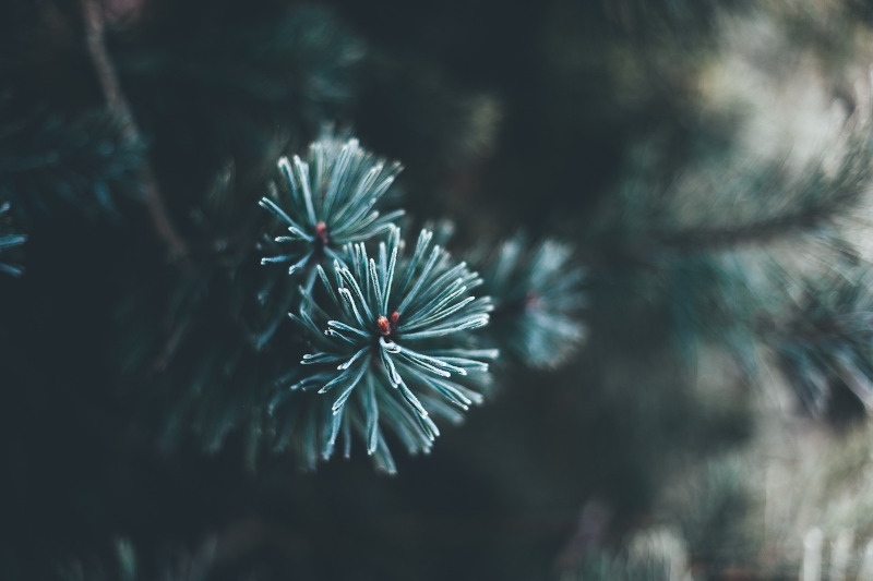 Albero Natale pixabay