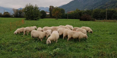 Gregge pecore attaccato a Dubino