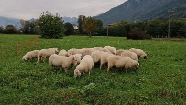 Gregge pecore attaccato a Dubino