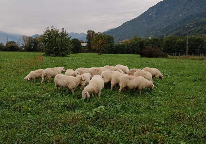 Gregge pecore attaccato a Dubino