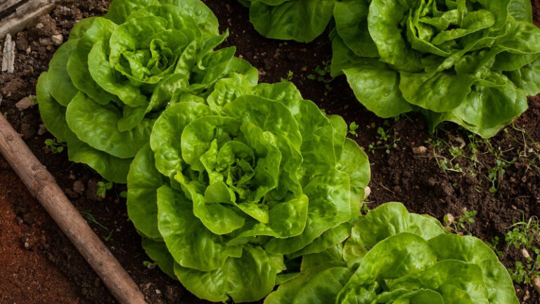 Orto Insalata pixabay