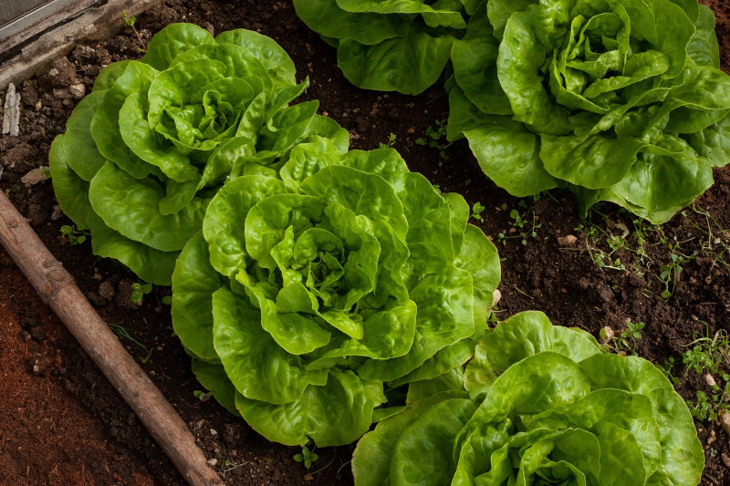 Orto Insalata pixabay