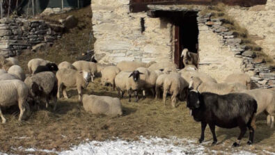 Predazione gregge pecore consigliera regionale Snider