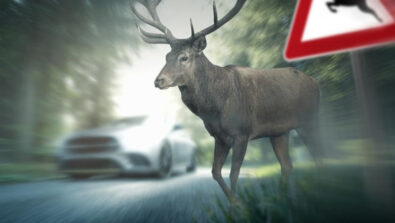 Animali selvatici incidenti Regione Lombardia