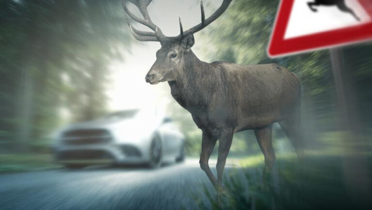 Animali selvatici incidenti Regione Lombardia