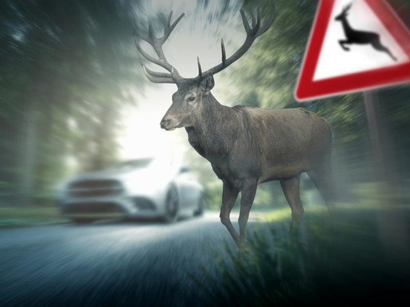 Animali selvatici incidenti Regione Lombardia