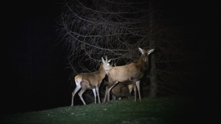 Censimento Cervi Parco Nazionale Stelvio