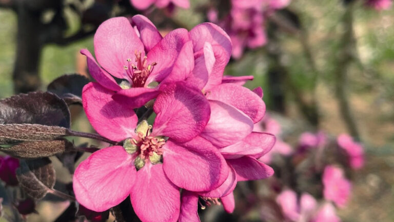 Fiore