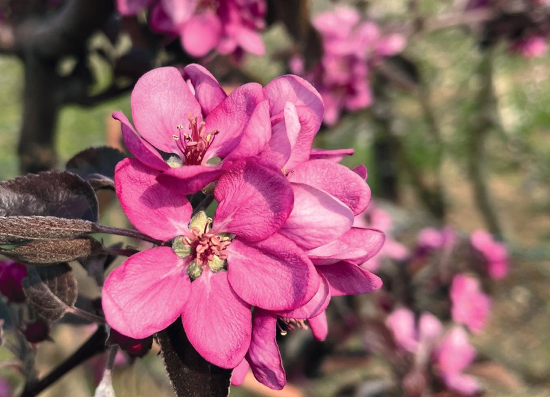 Fiore