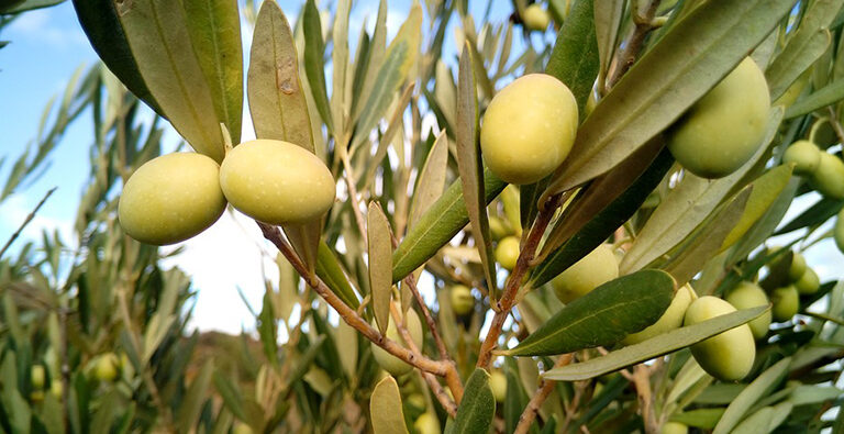 Olive