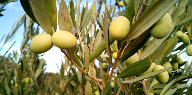 Olive