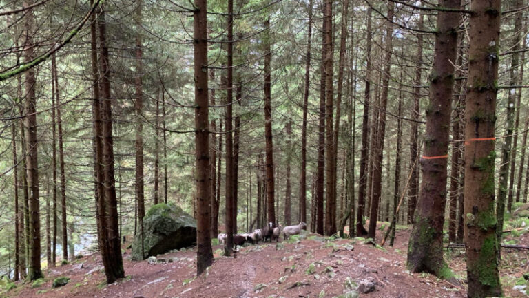 Riserva Naturale Val di Mello interventi bosco progetto Climate Change