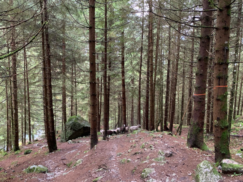 Riserva Naturale Val di Mello interventi bosco progetto Climate Change