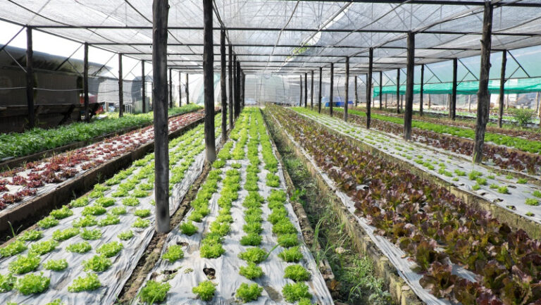 Agricoltura biologica