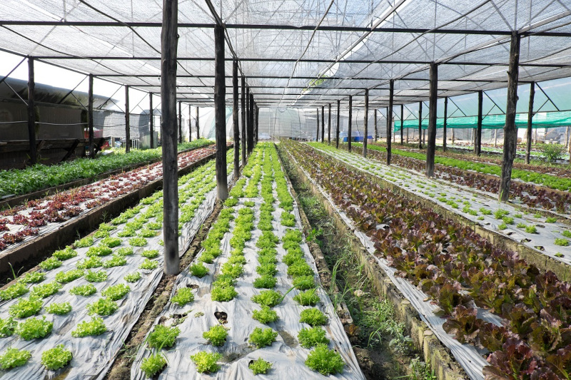 Agricoltura biologica