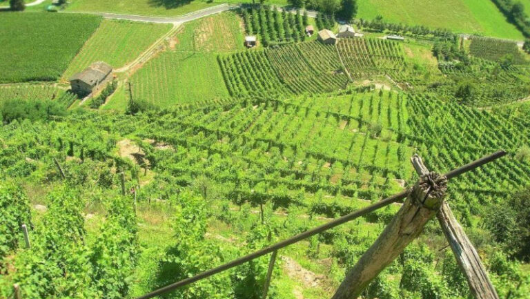 Azienda agricola Folini Chiuro