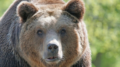 orso foto archivio