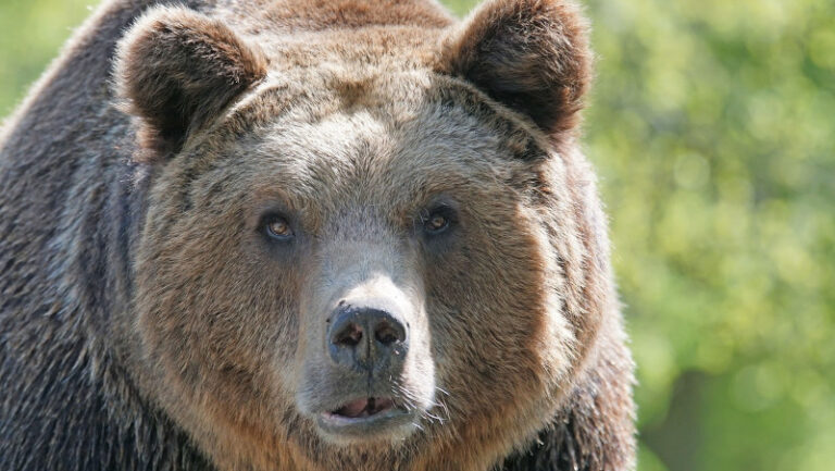 orso foto archivio