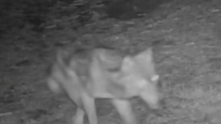 Lupo ferito Parco dello Stelvio bracconaggio fototrappola