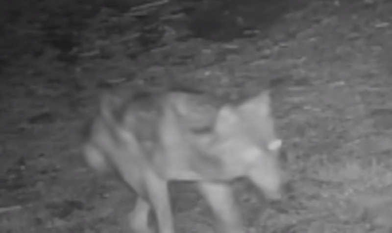 Lupo ferito Parco dello Stelvio bracconaggio fototrappola