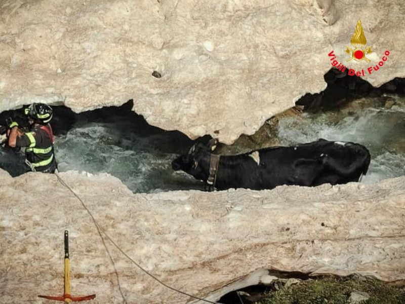 Mucca recupero Livigno Vigili del Fuoco crepaccio