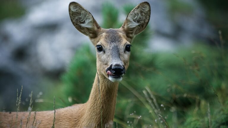 capriolo