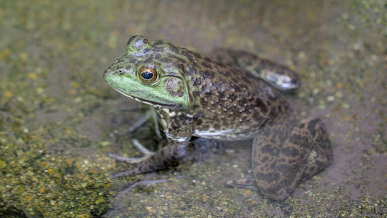 Anfibio rana