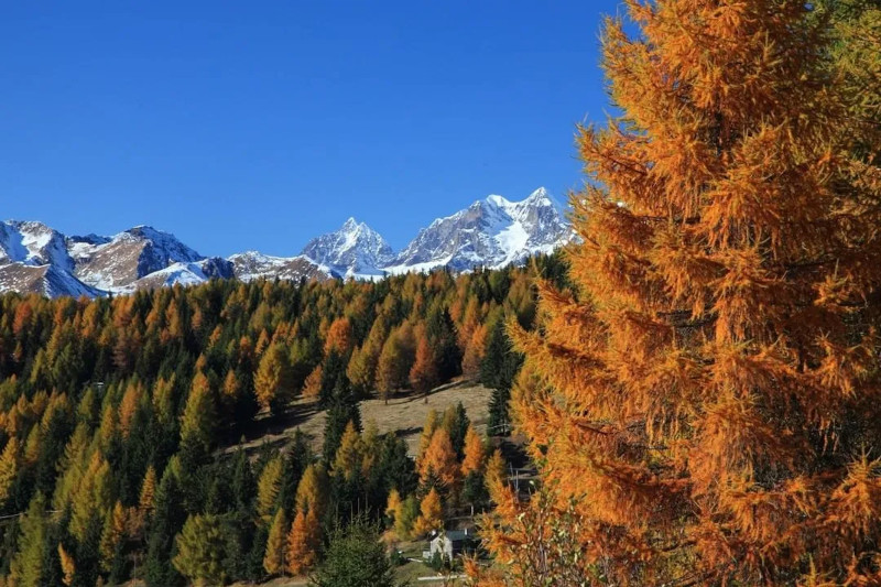 Aprica autunno