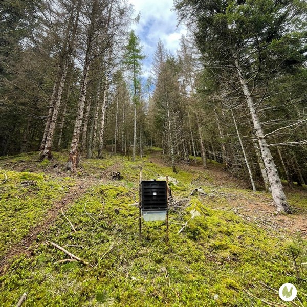 Monitoraggio bostrico Parco Orobie Valtellinesi