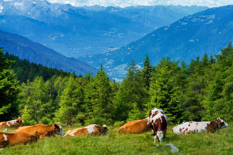Agricoltura montagna mucche