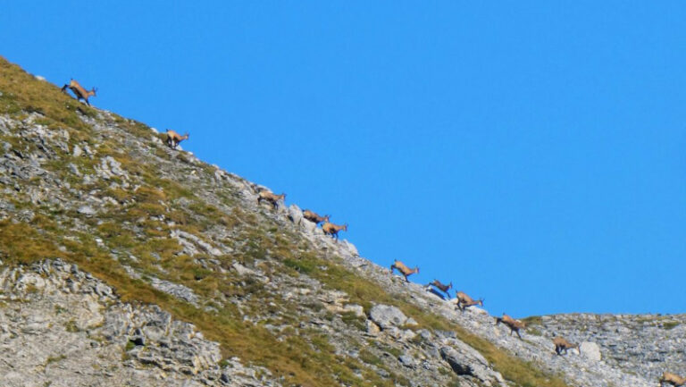 Censimento camosci Parco Nazionale Stelvio