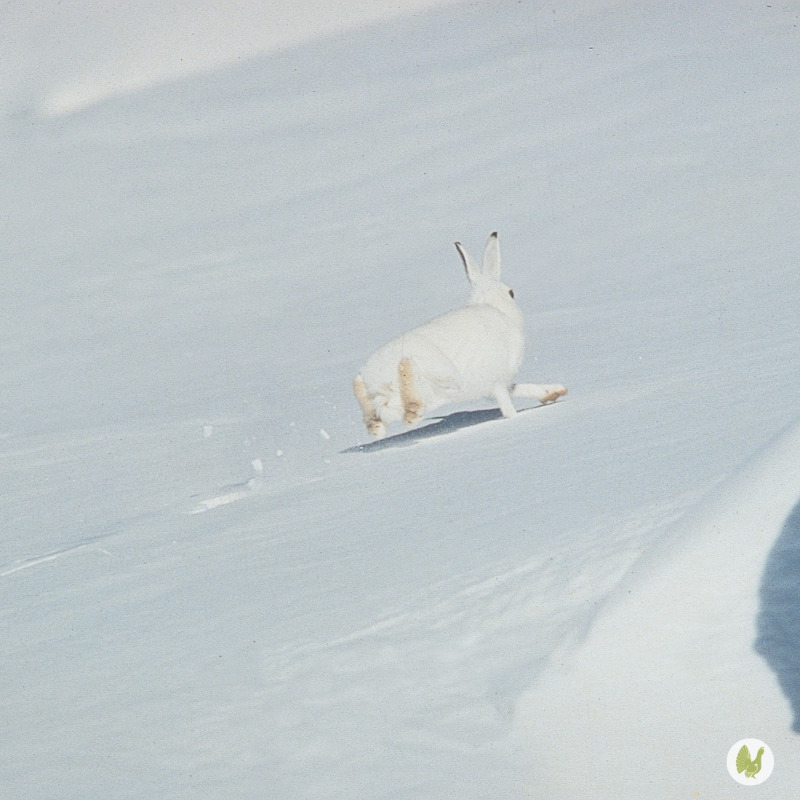 Fauna selvatica inverno lepre