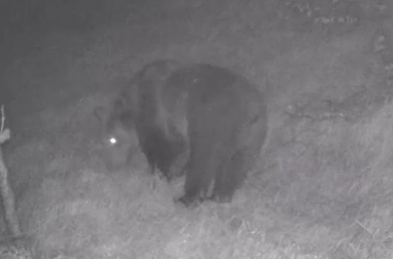 Tracce Orso Val Rezzalo