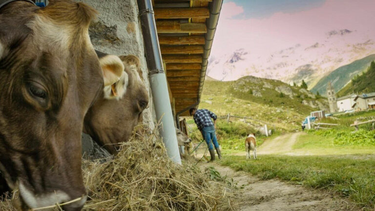 Via del Latte aziende agricole mucche agricoltura