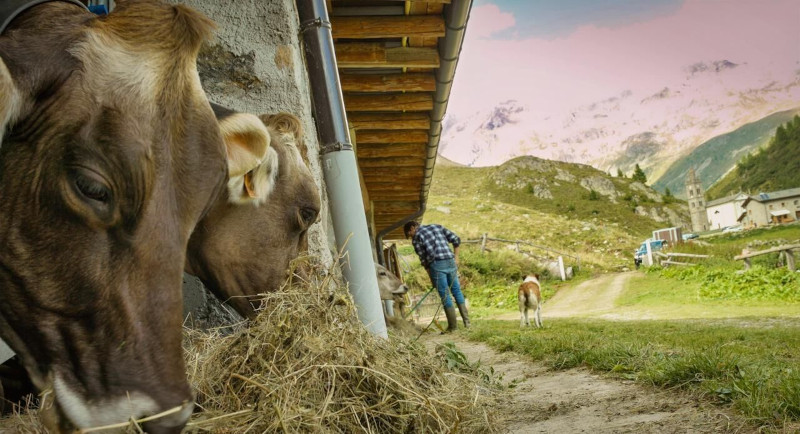 Via del Latte aziende agricole mucche agricoltura