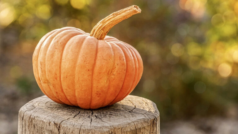 Zucca pixabay