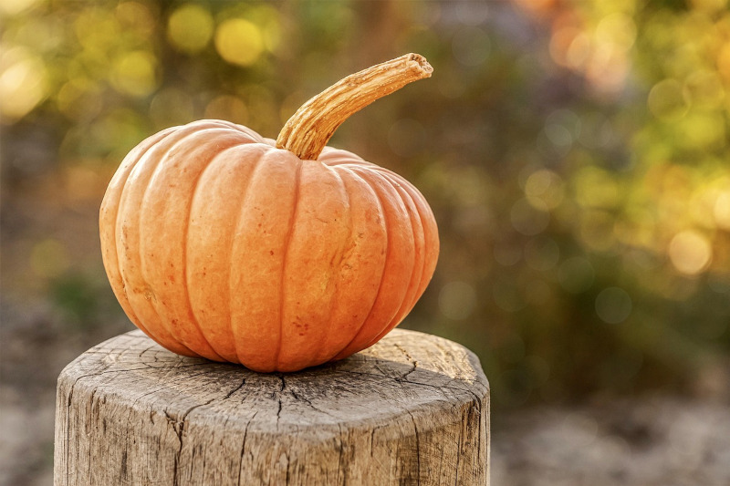 Zucca pixabay