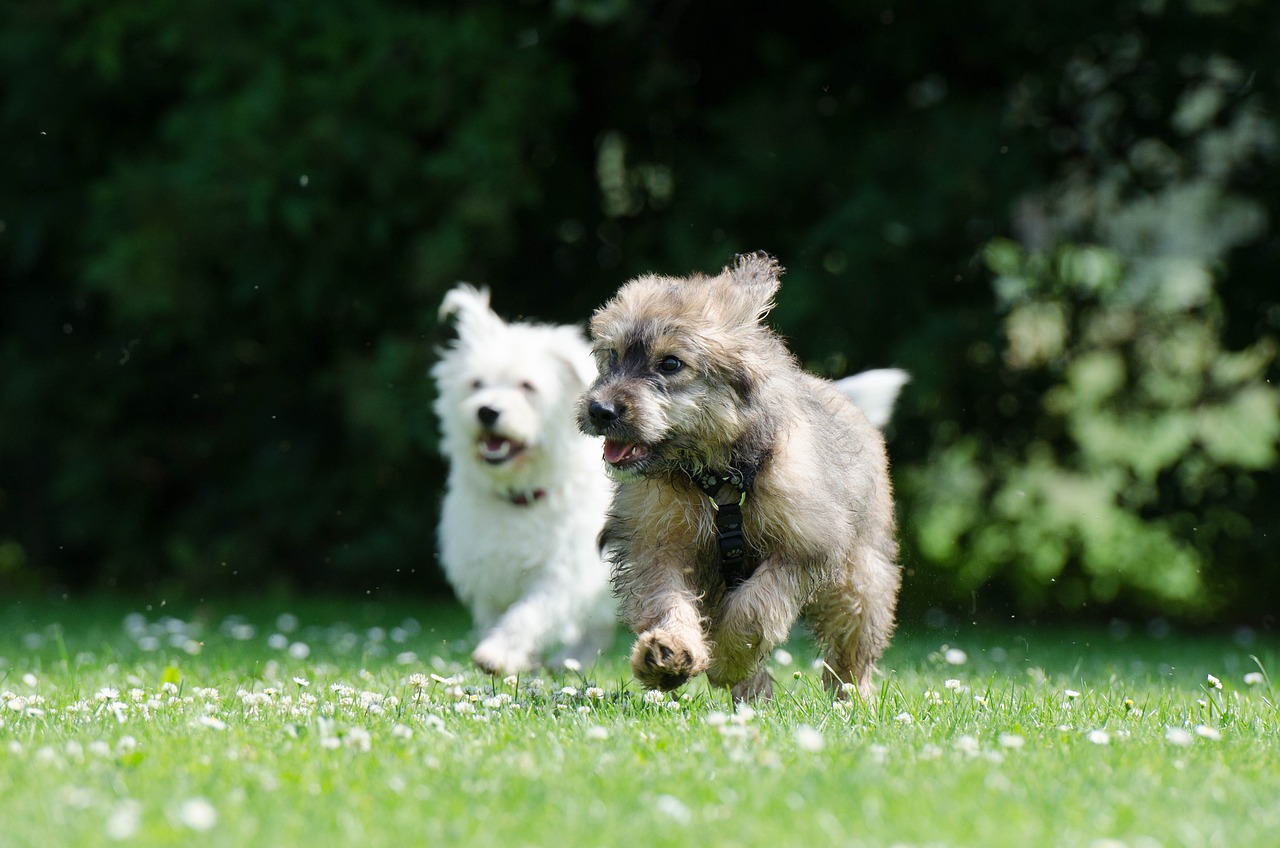 area cani sondrio