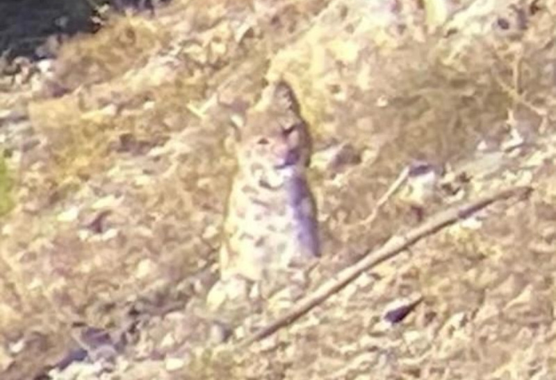 Lince Livigno avvistamento