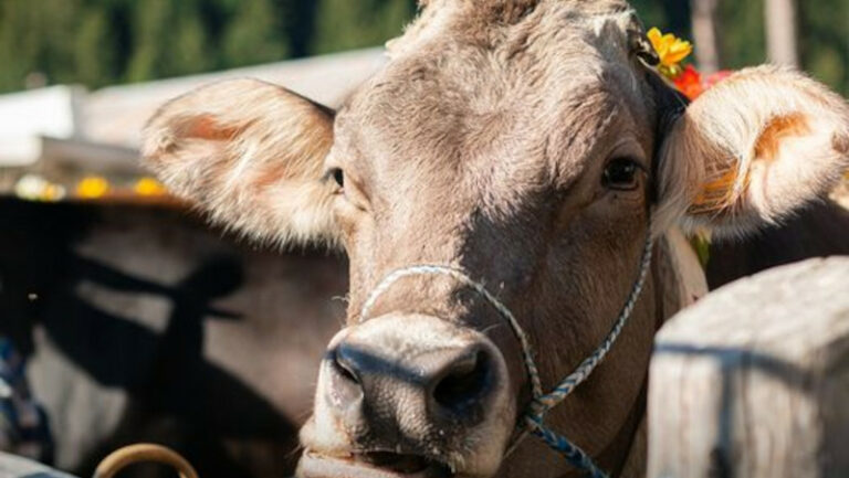 Mucca