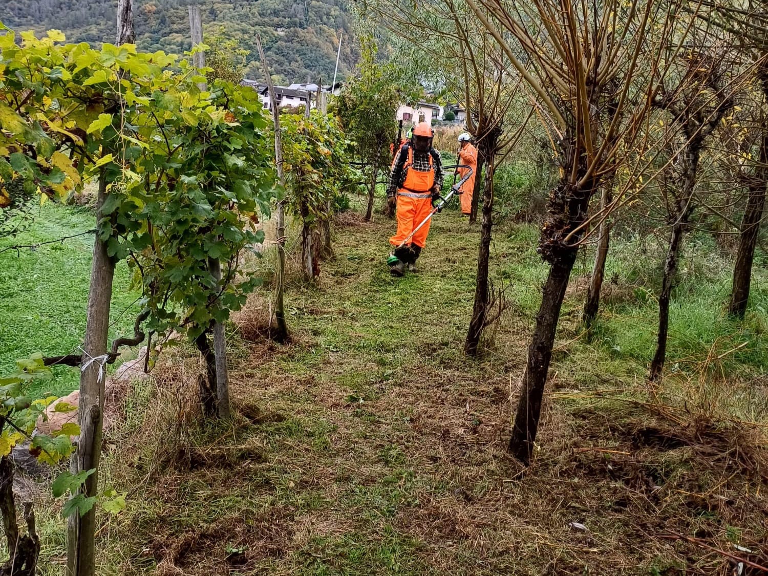 Gruppo di Protezione Civile degli Alpini al lavoro lungo il tracciato del Valtelline Wine Trail