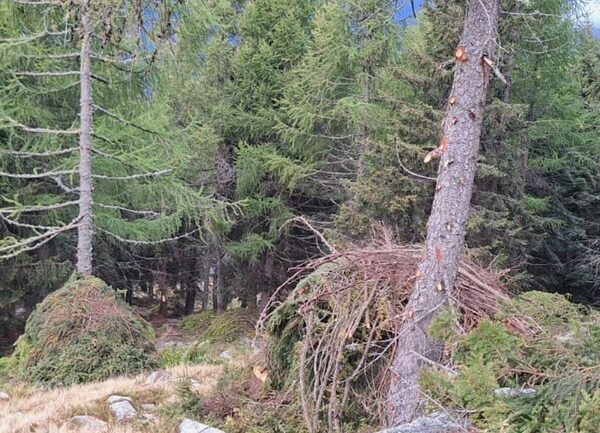 Habitat gallo cedrone Forcola interventi