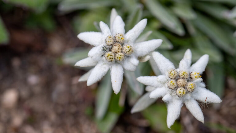 Flora alpina