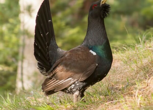 Gallo cedrone Parco delle Orobie Valtellinesi