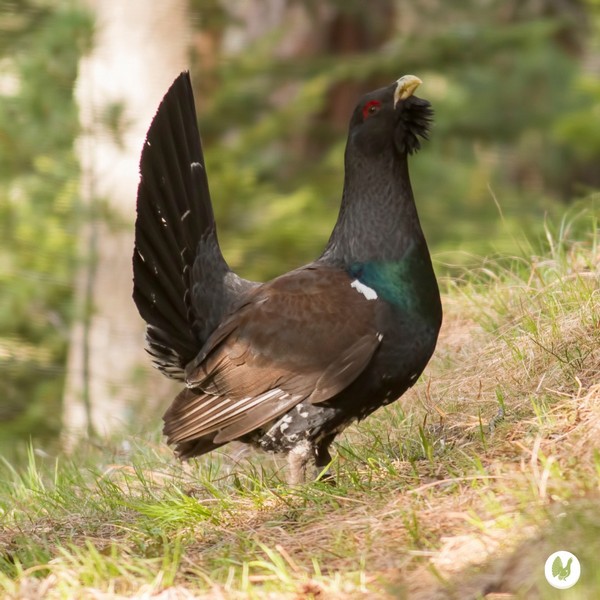 Gallo cedrone Parco delle Orobie Valtellinesi